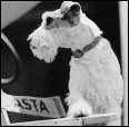 Asta stuffed dog from Thin Man movies
