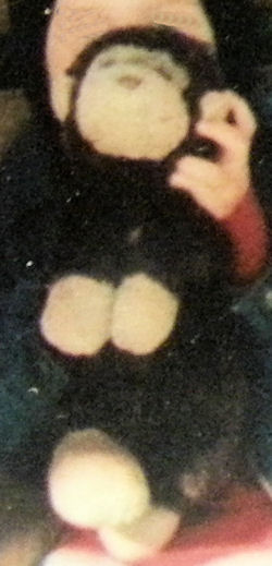 2004 Dark Brown Cream Monkey