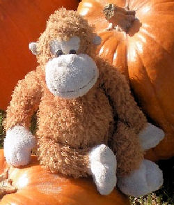 orange monkey teddy